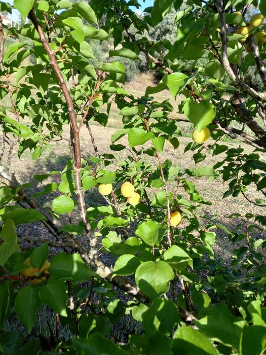 Terreno Rustico em Torres Novas
