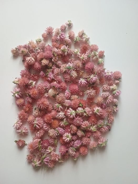 Gomfrena główki 300szt