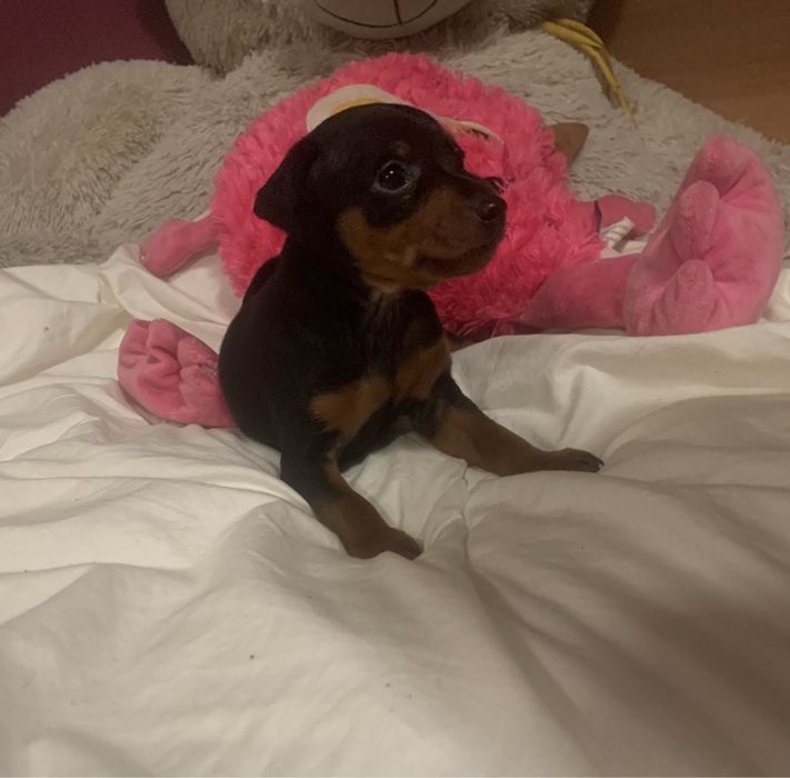 Маля цвергпінчеря