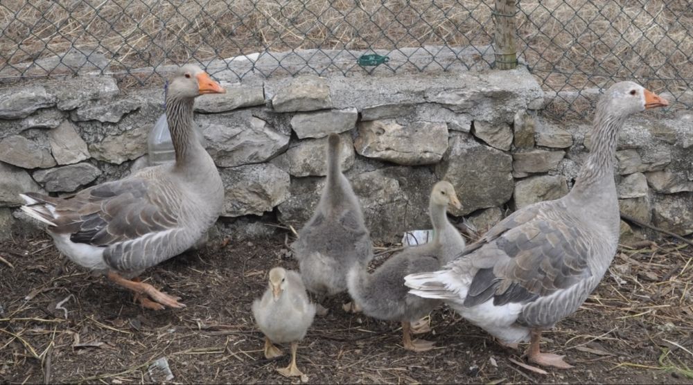 Tenho para venda ovos galados de peru/fracas/gansos