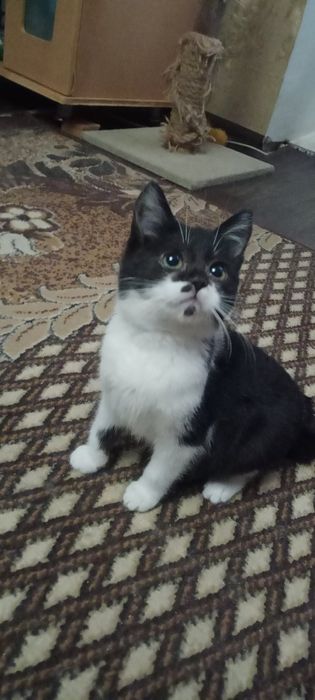 Киця красуня два з половиною місяці