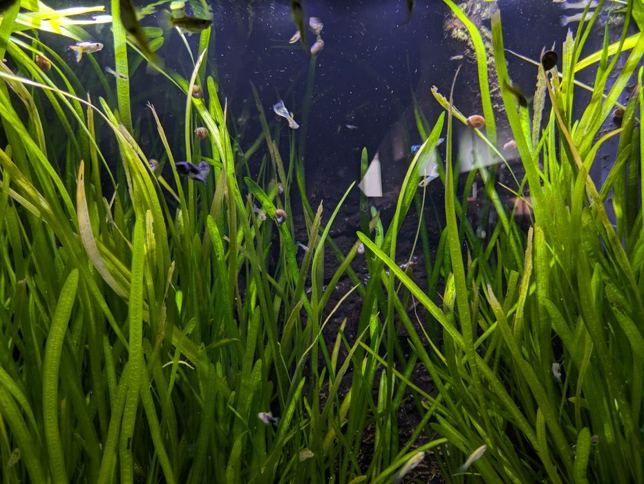 Plantas para aquario