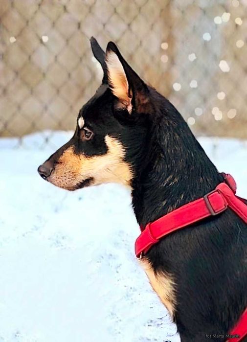 FIBI szczeniak kochajacy wszystkich ludzi