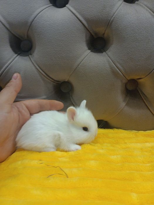 Карликові кролики,міні кролики,мініатюрні кролики,карликові міні кроли