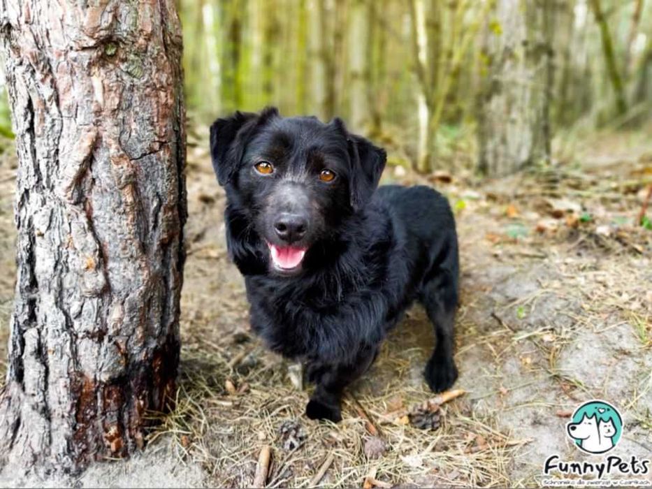 Funfel-mały, pełen życia psiak o ogromnym sercu poleca się do adopcji!