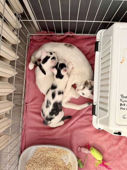 Maluszki kotki do adopcji