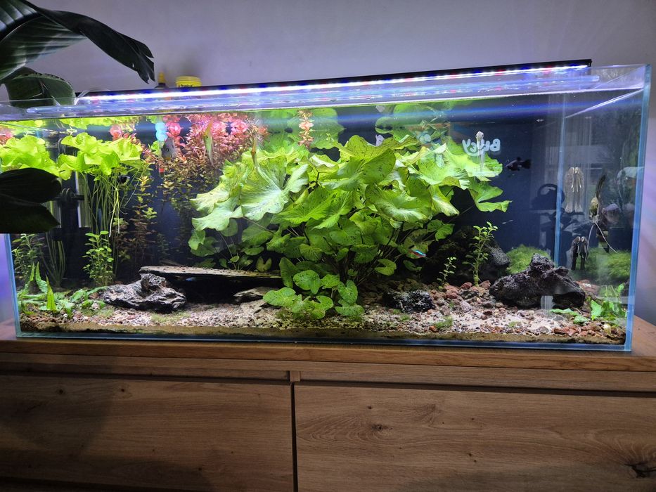 Akwarium 100x40 w bardzo dobrym stanie.