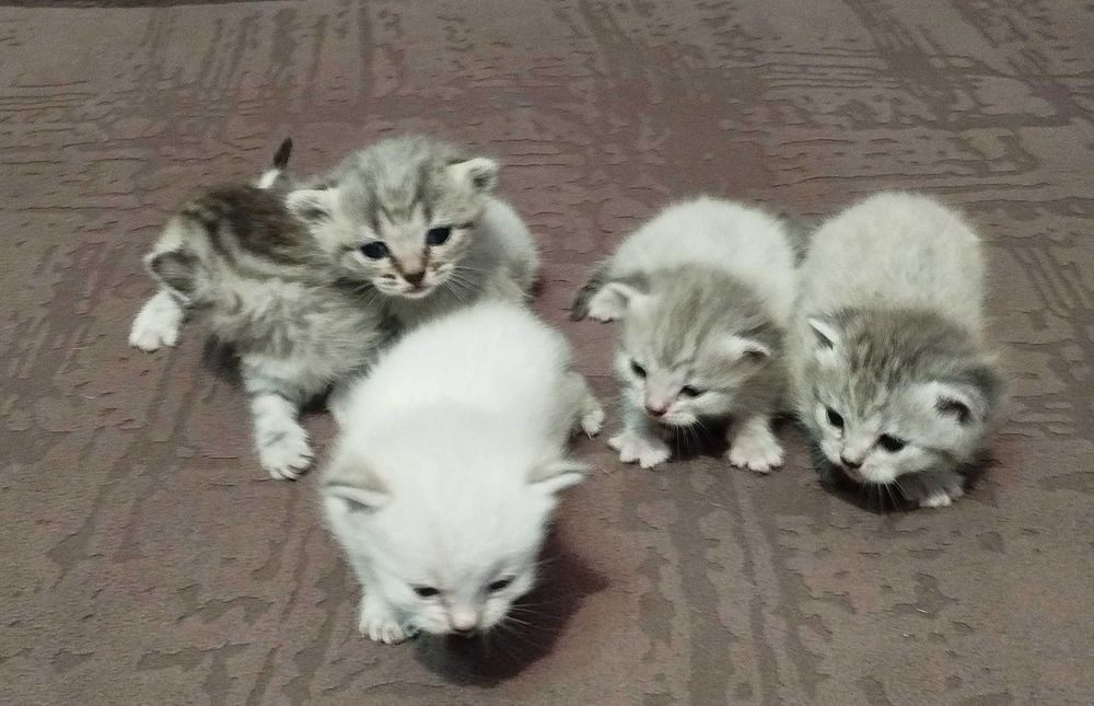 Продам кошенят. Вибір є