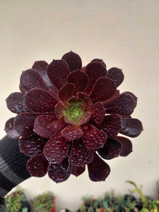 Planta Suculenta Aeonium