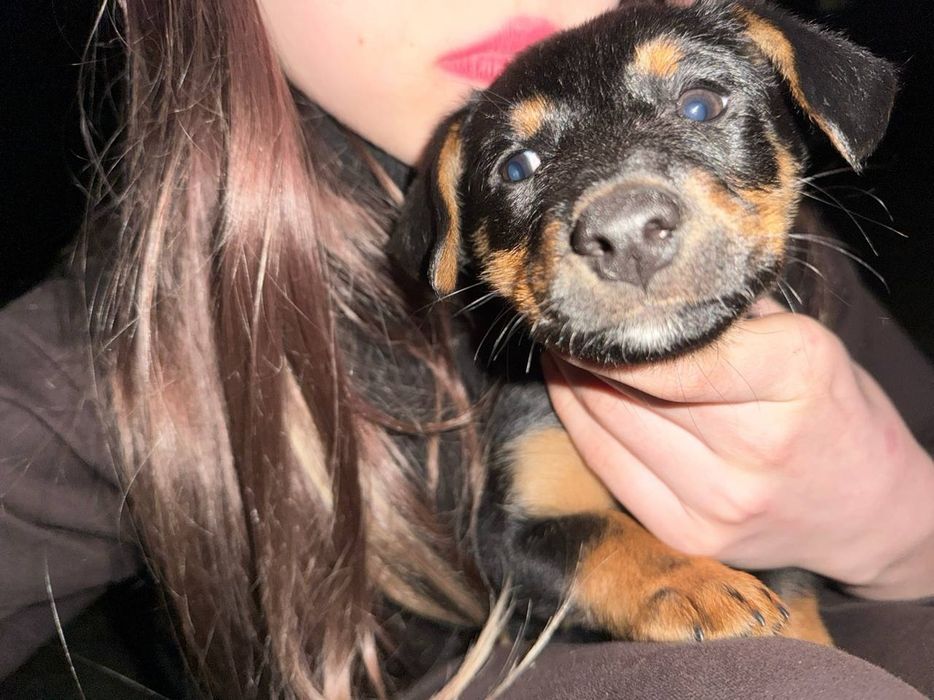 Отдаем щенка в хорошие руки