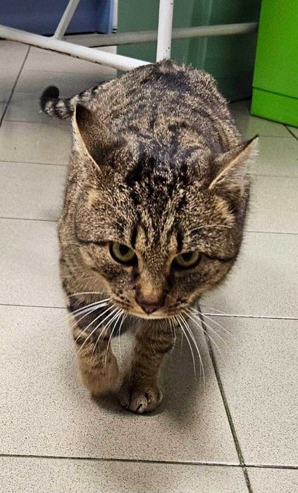 Marian to typowy koci kluchol z sercem z waty cukrowej