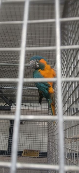 Arara de garganta azul ou arara glaucogularis