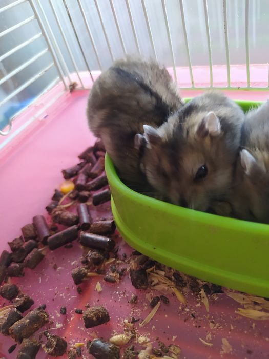 Джунгарский хомяк