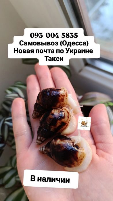 Улитки ахатины. Что может быть лучше? Моллюск и все для них. Сразу в одном месте