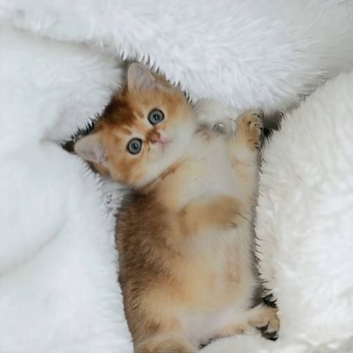 Золота шиншила дівчинка Female ny11