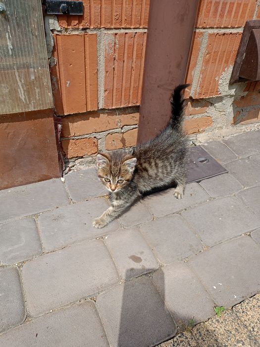 Oddam kotkę w dobre ręce za darmo