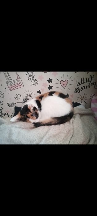 Oddam kocią rodzinę