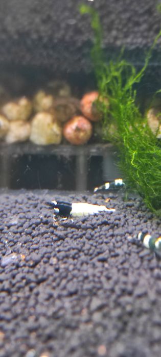 Caridina Pinto SPOTTED BLACK