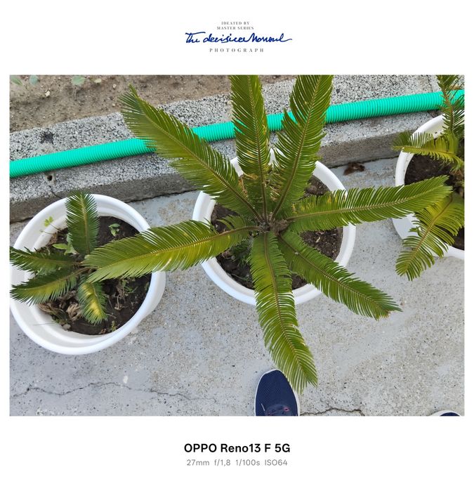 Plantas sicas para venda