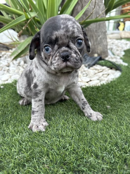 Pug carlin  exelente linhagem exotico de olhos azuis