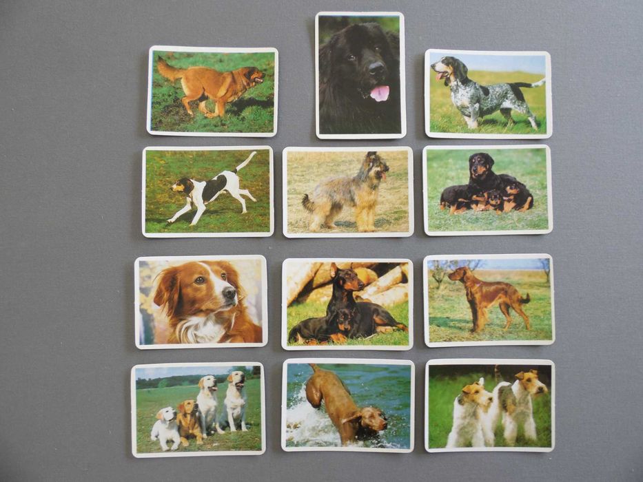 Calendários Cães