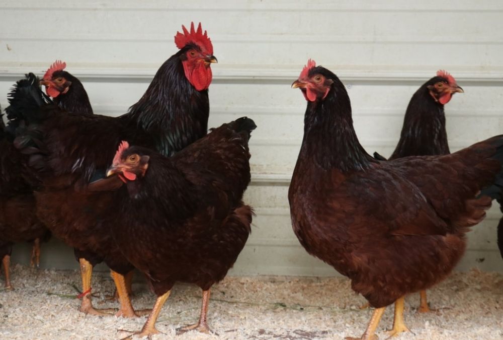 Ovos Rhode islandês e Leghone Isabela