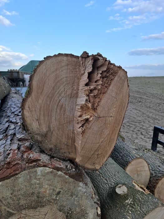 Sprzedam Kłody klonu