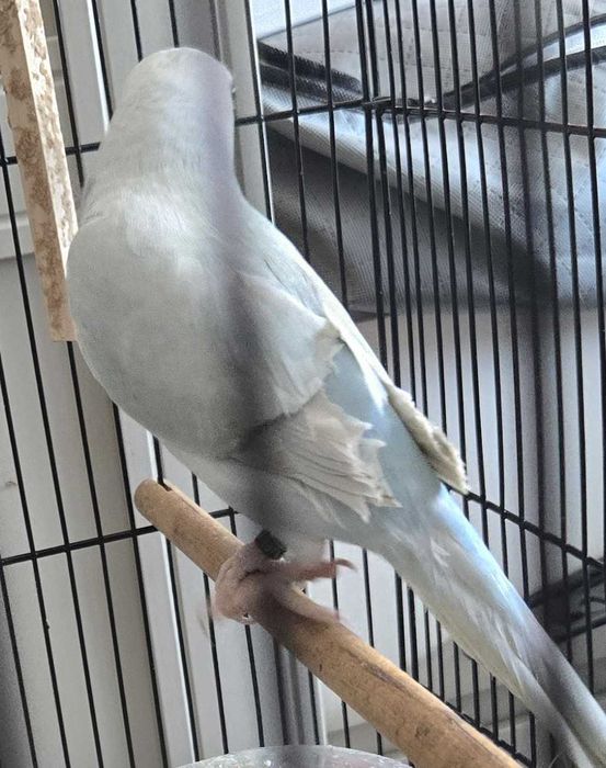 Casal de ring neck (3 meses)