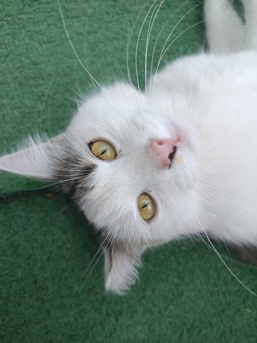 Chłopaki do wzięcia - Czipi i Pipi