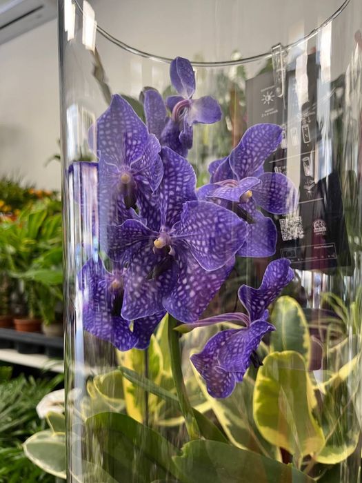 Ванда орхідея, Vanda