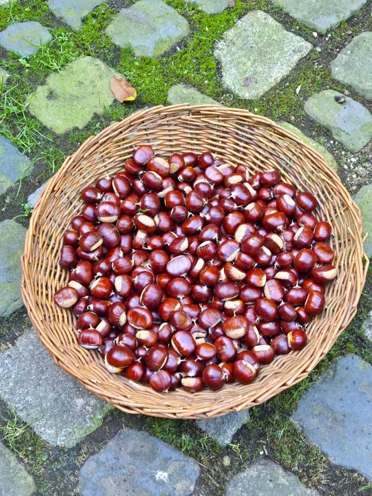 Kasztany jadalne