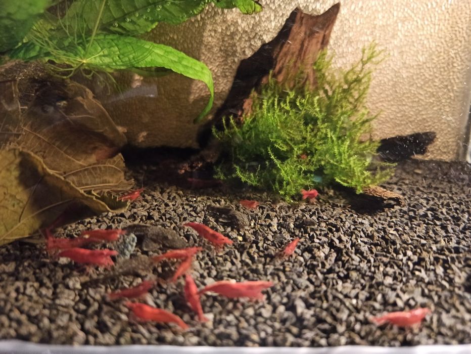Krewetki Red Cherry 10szt
