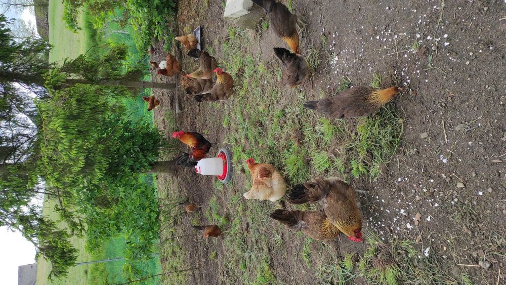 Jajka od Zielononóżki - chów ekstensywny naturalny. Permakultura.