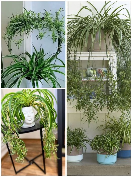 Вючі та ліаноподібні кімнатні рослини
