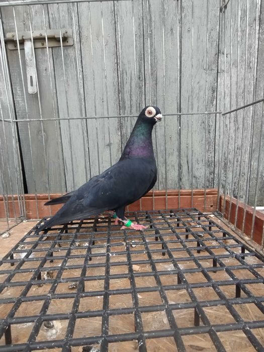 BRODAWCZAK POLSKI Gołębie ozdobne 2025