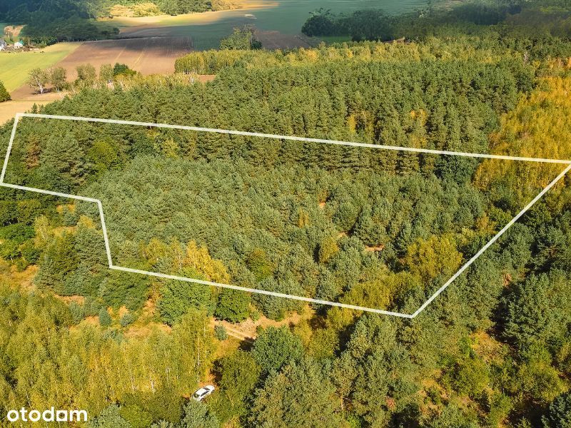 Zalesiona działka 1,22 ha - spokój i natura