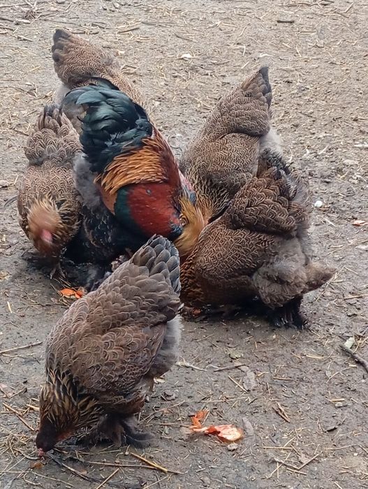 Курипчата сім'я курей