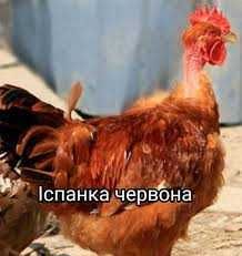 Інкубаційне яйце курей Іспанка.