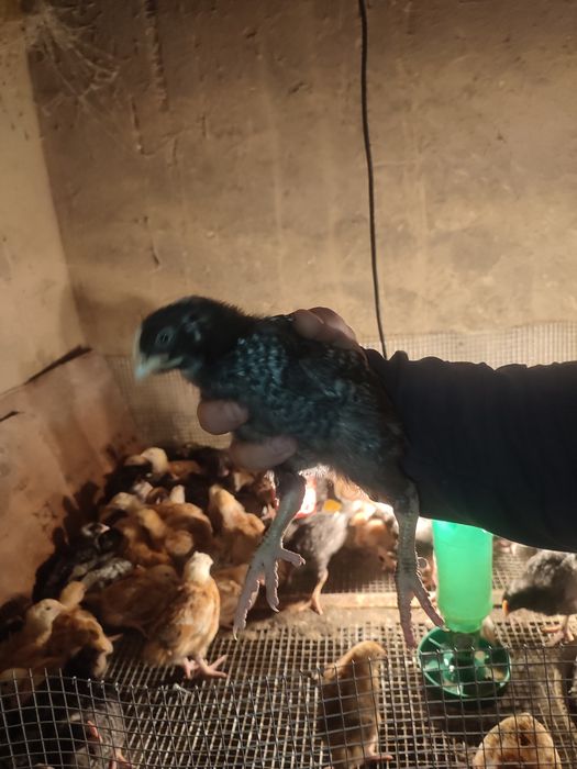 Продам курчат разный породы