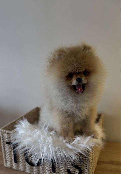 Szpic miniaturowy / pomeranian obłedny miś  GWIZDA FCI
