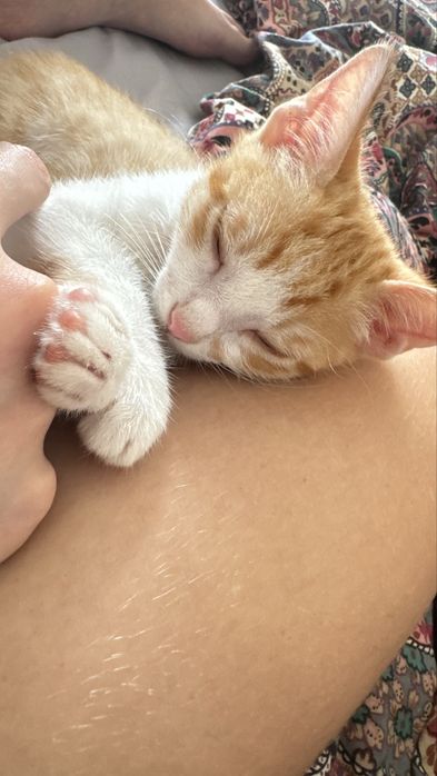 Gatinho para adoção