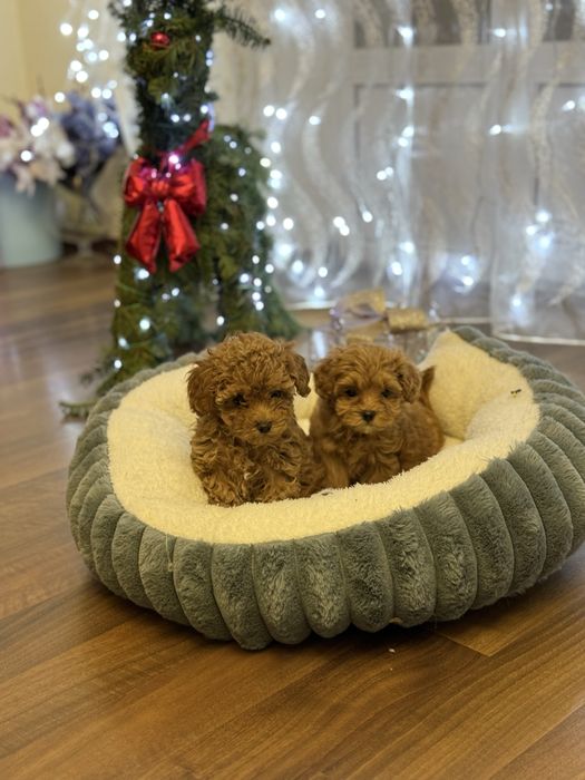 Новорічний подарунок мальтіпу