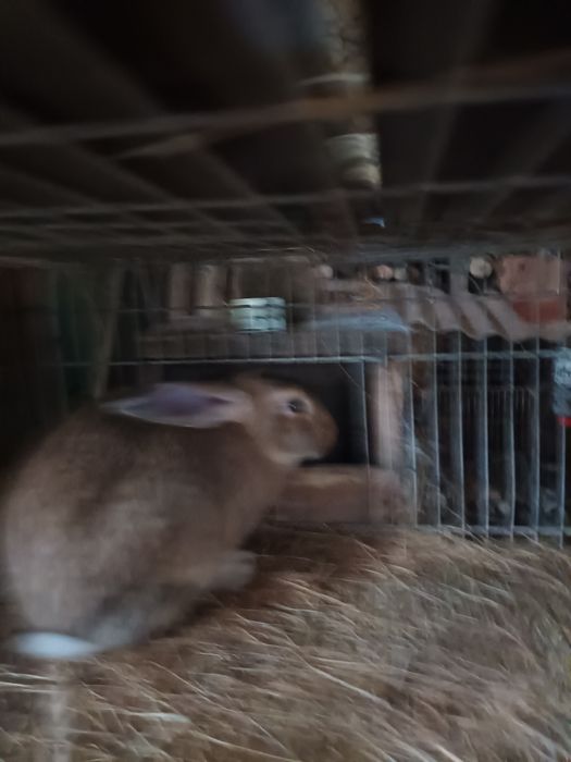 Casal coelhos castanhos