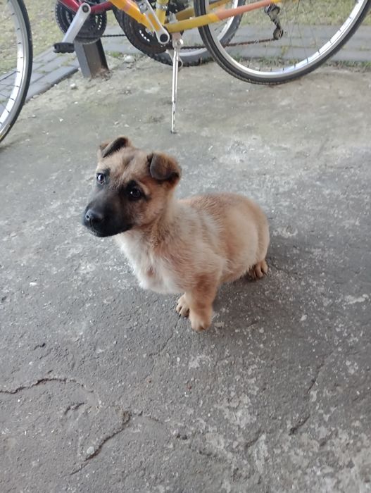 Oddam małą   suczkę