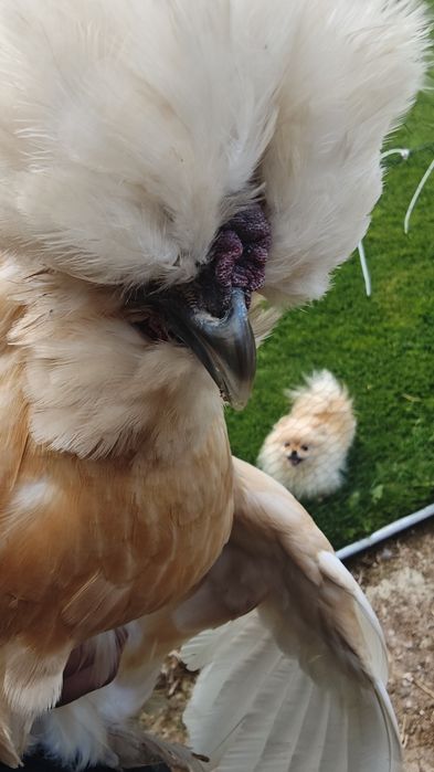 Silka USA jaja lęgowe 10 sztuk