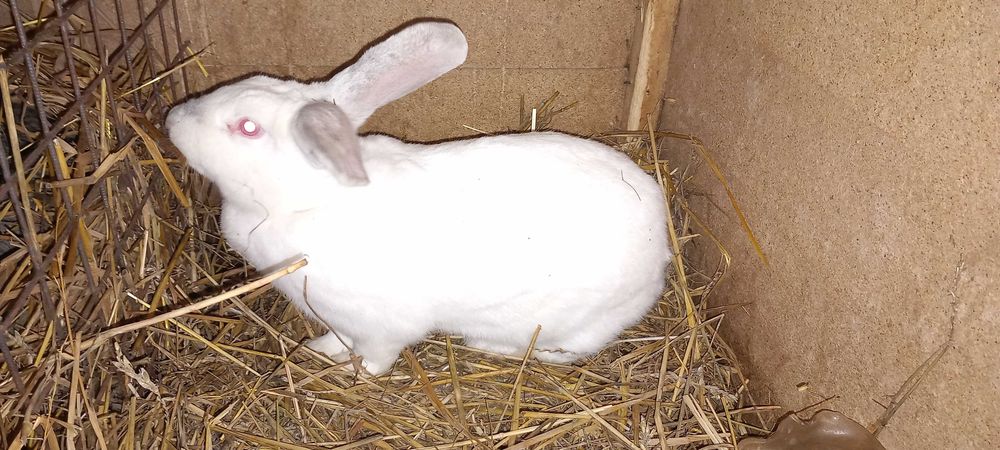 ..Продам  Кролів