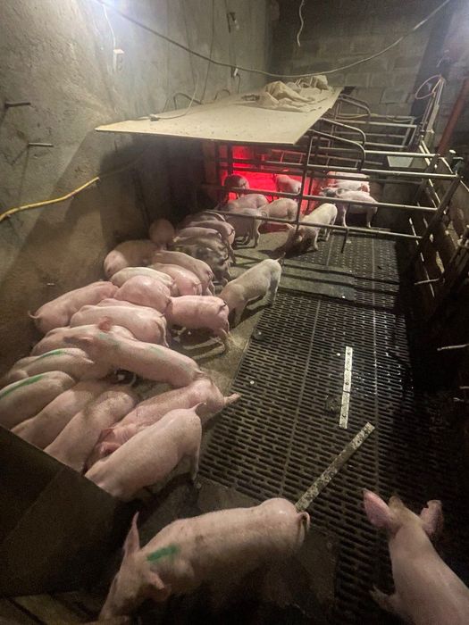 Продаються поросята