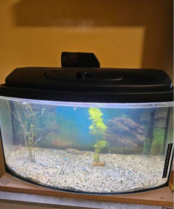 akwarium dla ryb