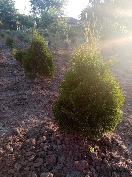 Туя Смарагд 30см