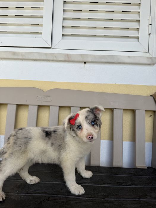Border Collie Merle Femea com olhos azuis